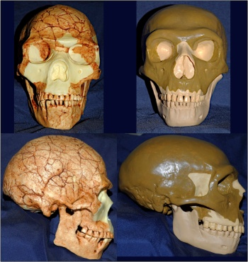 Left: the skull of the early anatomically modern human from Skhul Cave (individual V), located on Mt. Carmel, Israel, dating to ca. 100,000 BP (cast by Bone Clones). Right: cast of a composite reconstruction of a male European Neandertal skull. Photograph by Aaron Jonas Stutz CC-BY 2014. 