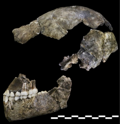 Lateral view of Dinaledi Hominin 1, the holotype individual for which the new species Homo naledi has been named (Berger et al., 2015).